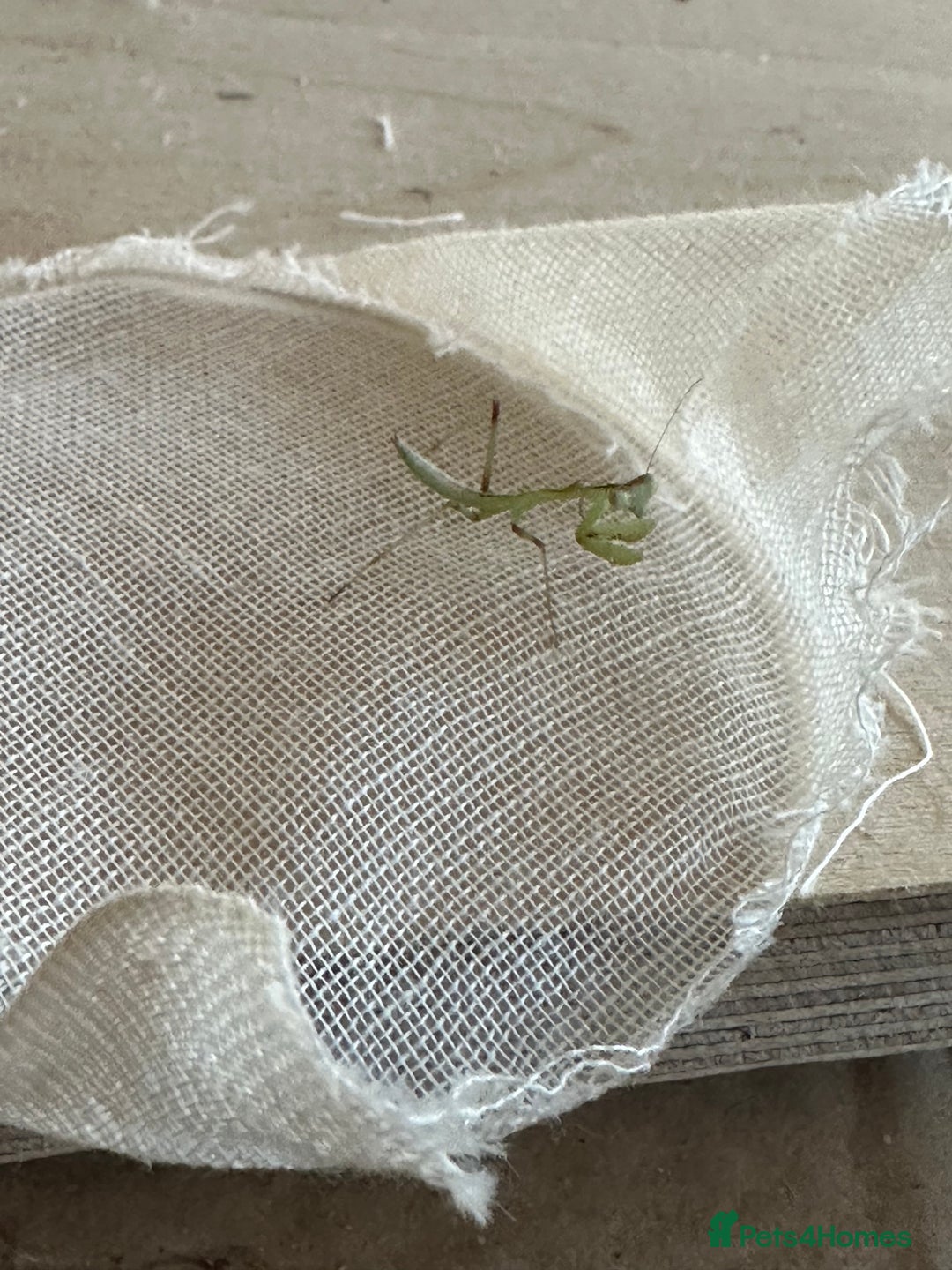 Praying Mantis invertebrates for sale: Giant Asian mantis nymph  - Advert 3