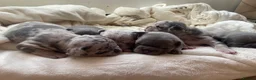 French Bulldog dogs for sale: French bulldog rope puppies  in Bournemouth - Advert 3