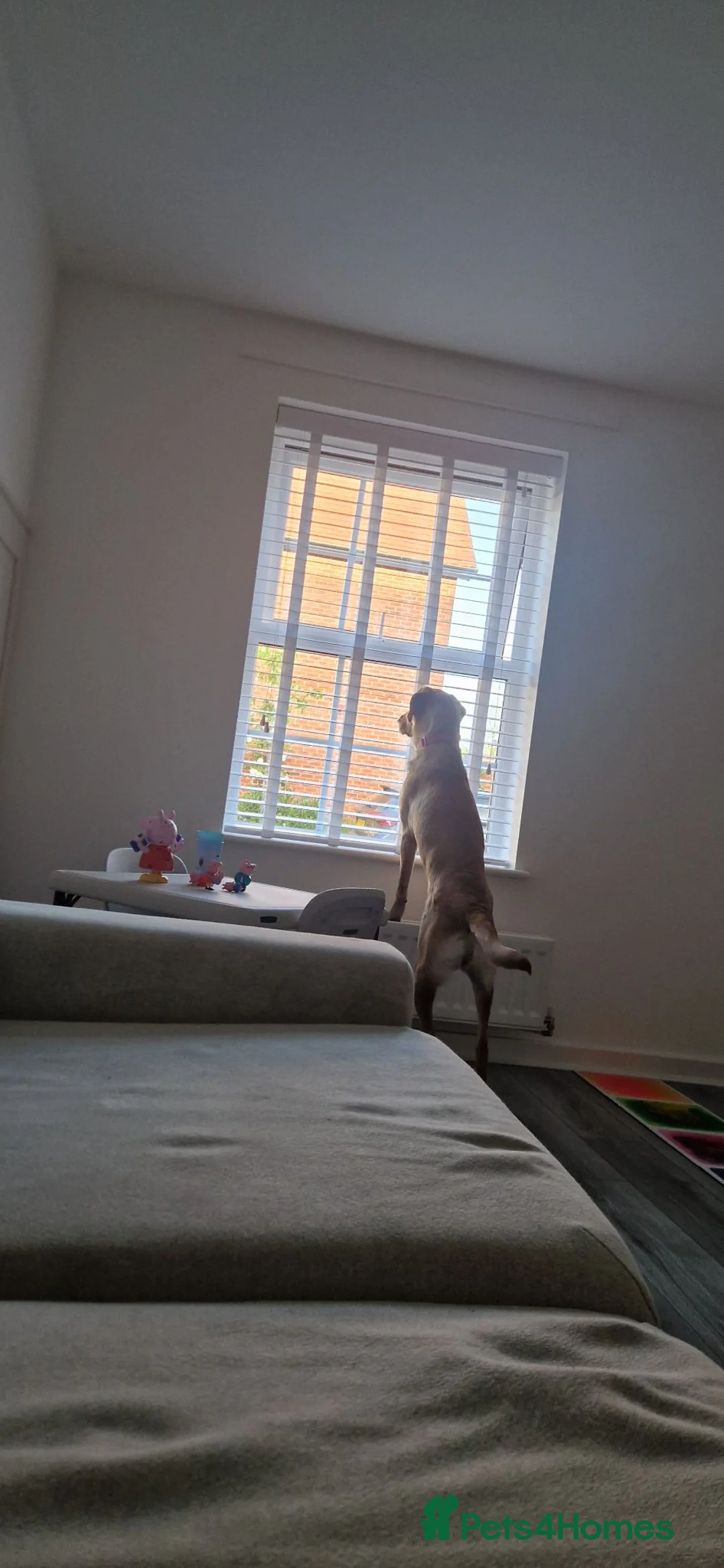 Labrador Retriever dogs for sale: 18 month old Female Labrador - Advert 2