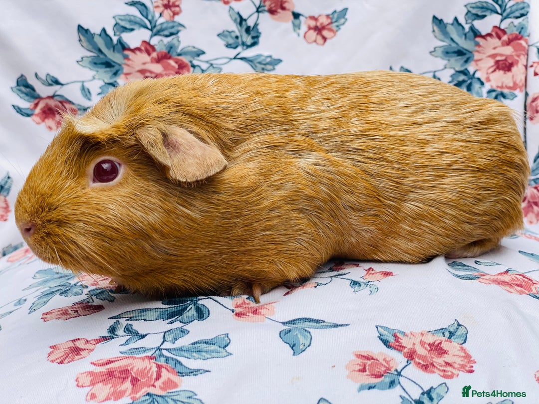 Guinea Pig rodents for sale: Female Guineapigs pair - Image 3