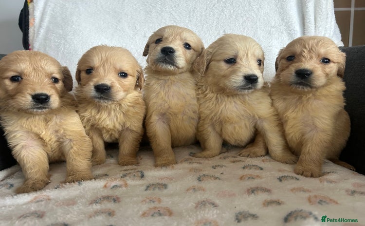 Golden Retriever dogs - Advert 3