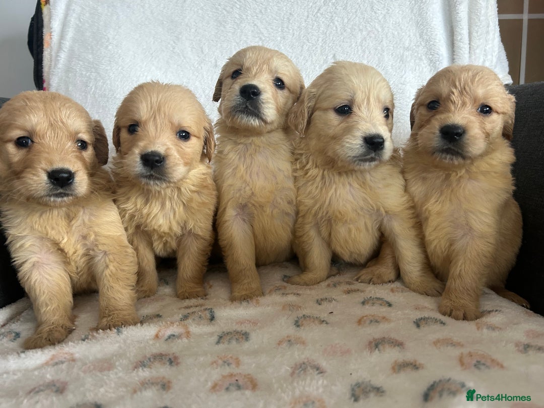 Golden Retriever dogs for sale: Beautiful golden retriever litter 🐶⭐️ - Image 1