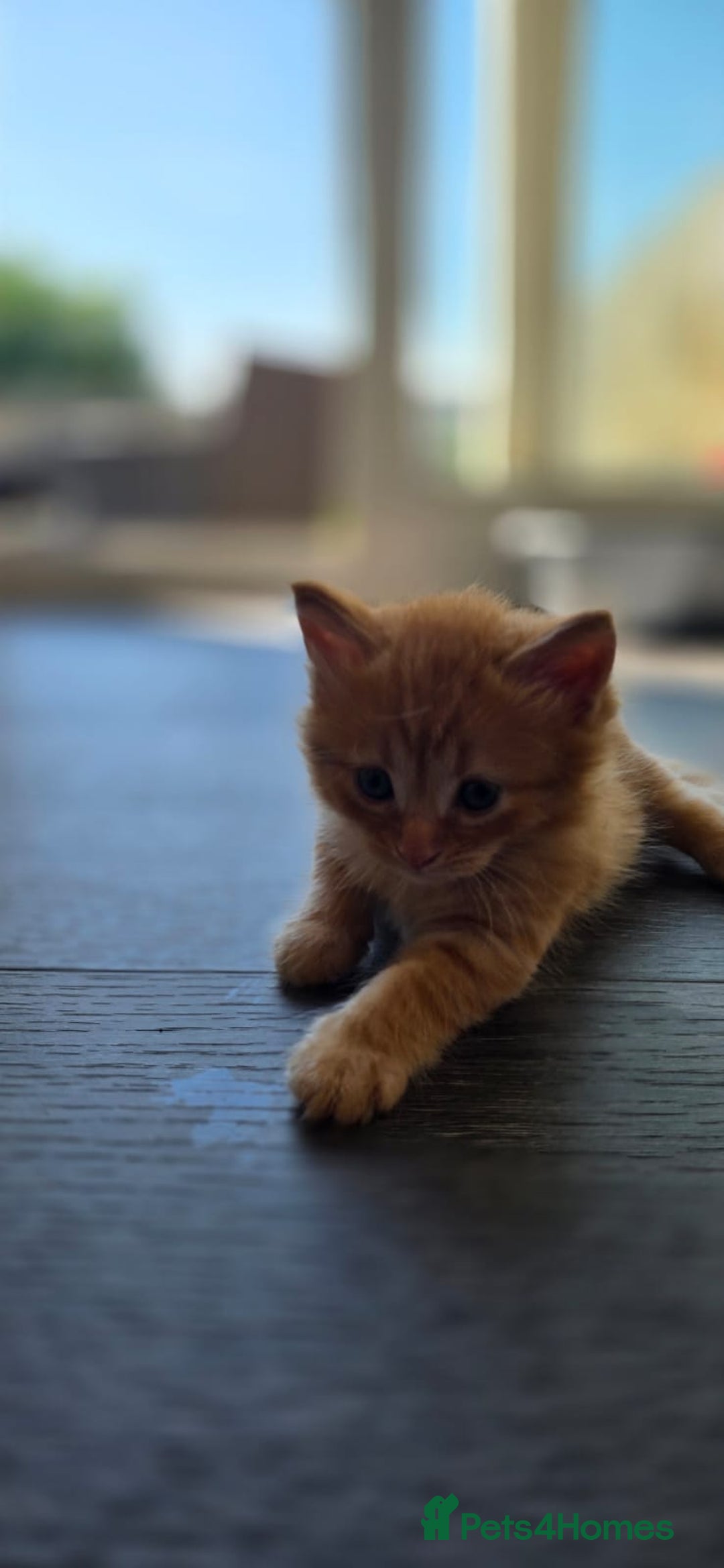 Persian cats for sale: Ginger and black fluffy kittens - Image 17