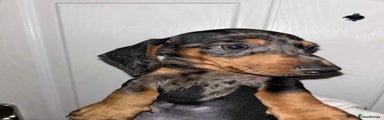Dachshund Puppy 1