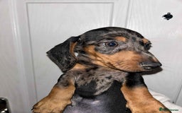 Dachshund dogs for sale: Beautiful daschunds  - Image 2