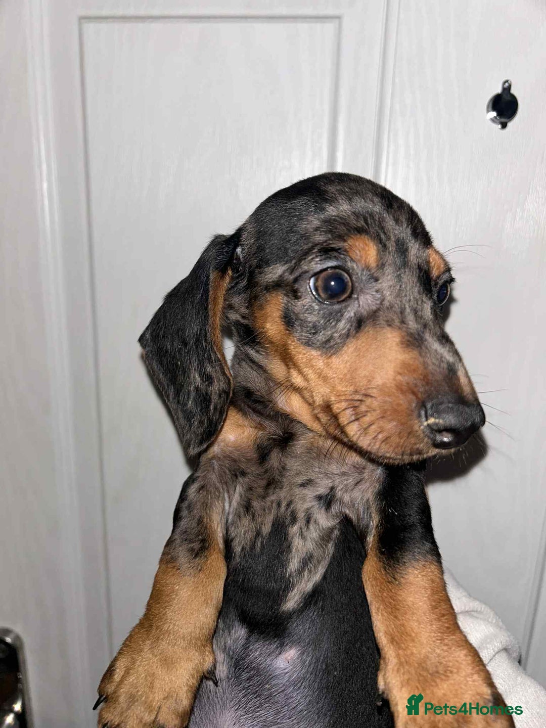 Dachshund dogs for sale: Beautiful daschunds  - Image 2