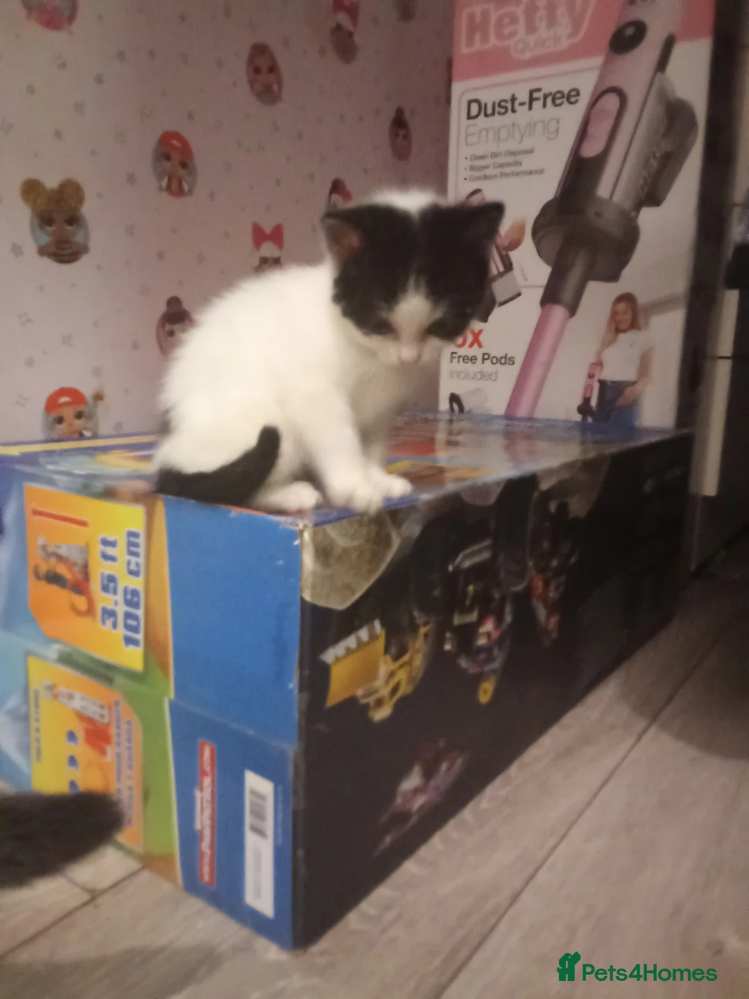 Ragdoll cats for sale: Kittens for sale  - Advert 3