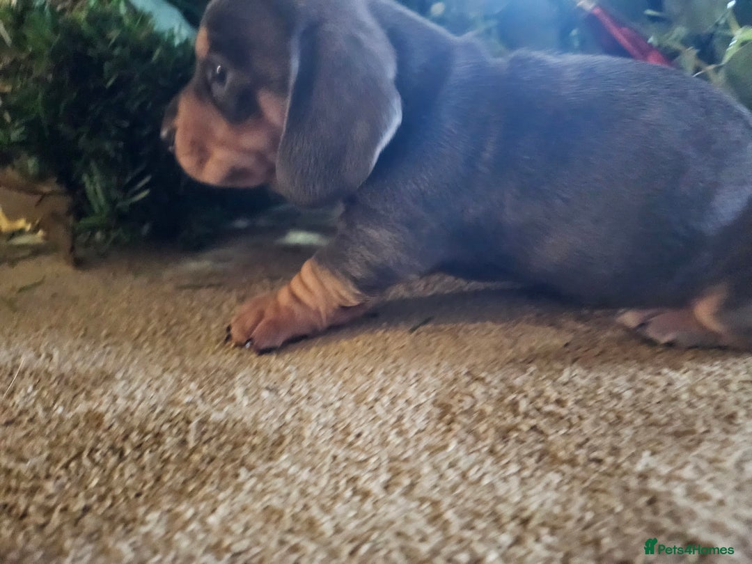 Miniature Dachshund dogs for sale: Kc registers mini smoothaired dachshund puppies - Advert 19