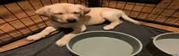 Labrador Retriever dogs for sale: Gorgeous Labrador puppies for sale - Advert 32