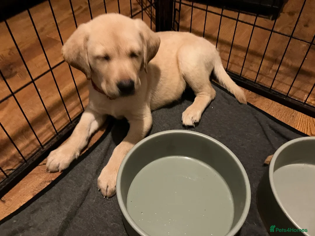 Labrador Retriever dogs for sale: Gorgeous Labrador puppies for sale - Advert 32