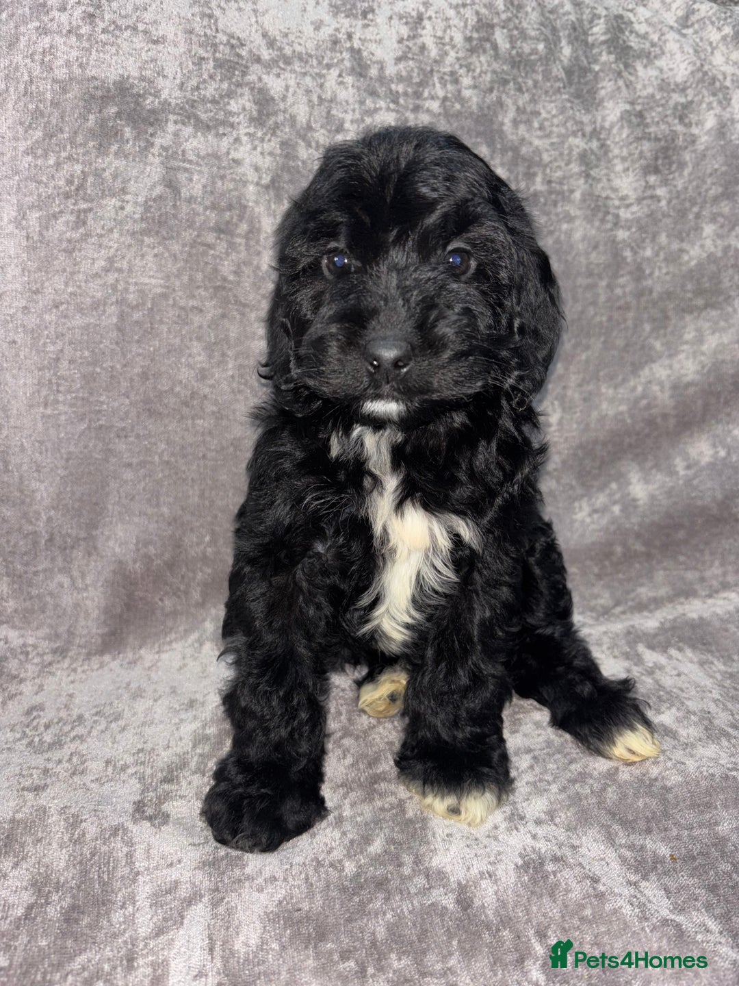 Cockapoo dogs for sale: Gorgeous Cockapoo Puppies  - Advert 27