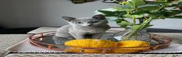 Russian Blue cats for sale: Pedigree TICA registered Russian blue kittens - Advert 4
