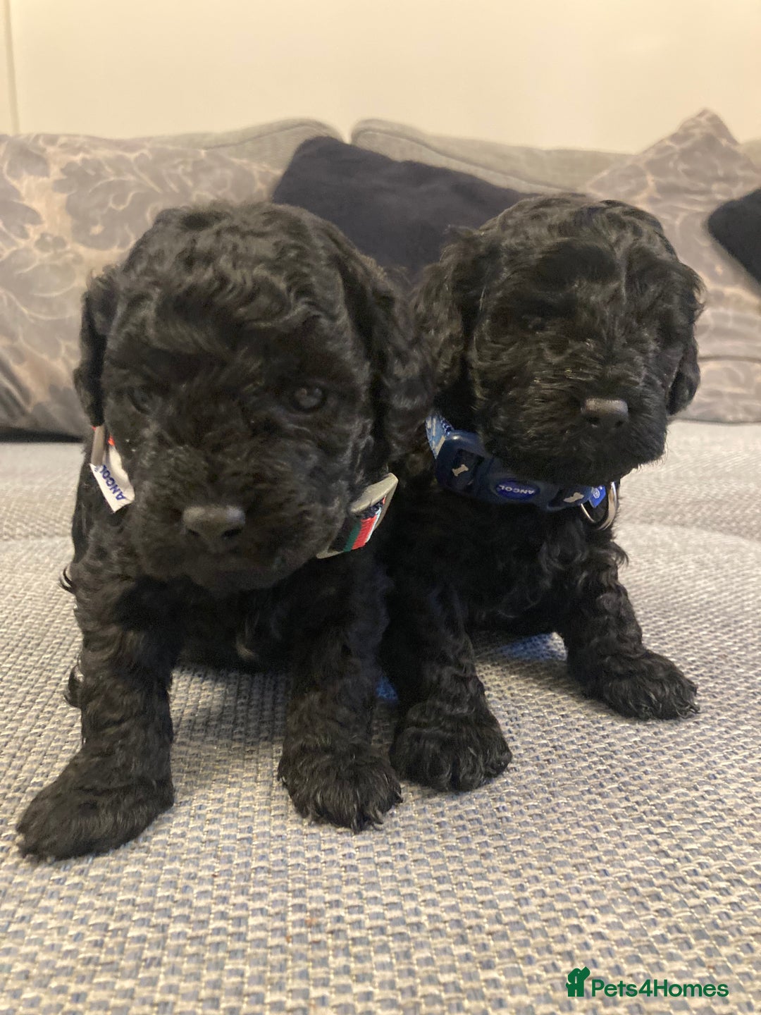 Cavapoo dogs for sale: F1b cavapoo puppies - Advert 15