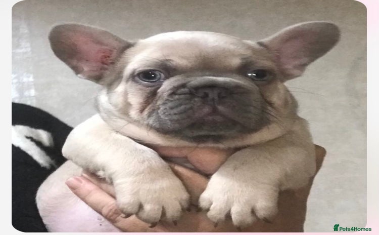 French Bulldog dogs - Advert 8