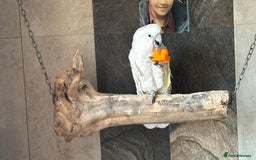 Cockatoo birds for sale: Cockatoo male  - Advert 5