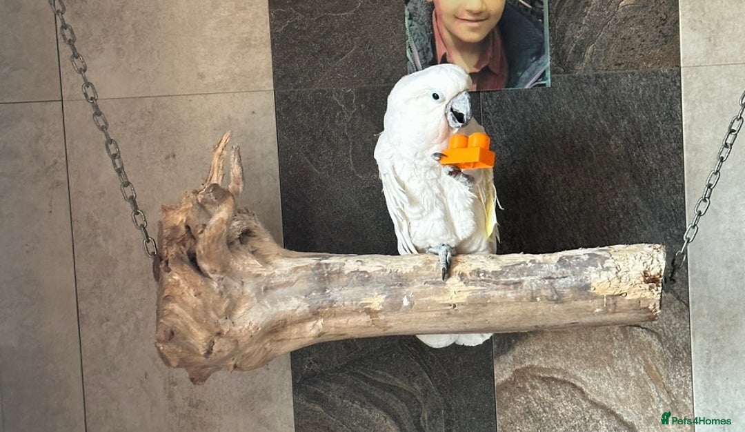 Cockatoo birds for sale: Cockatoo male  - Advert 5