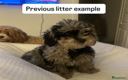 Cavapoo dogs for sale: 💕🐾 Tiny Paws, Big Heart 🐾💕Toy Cavapoo  - Image 14