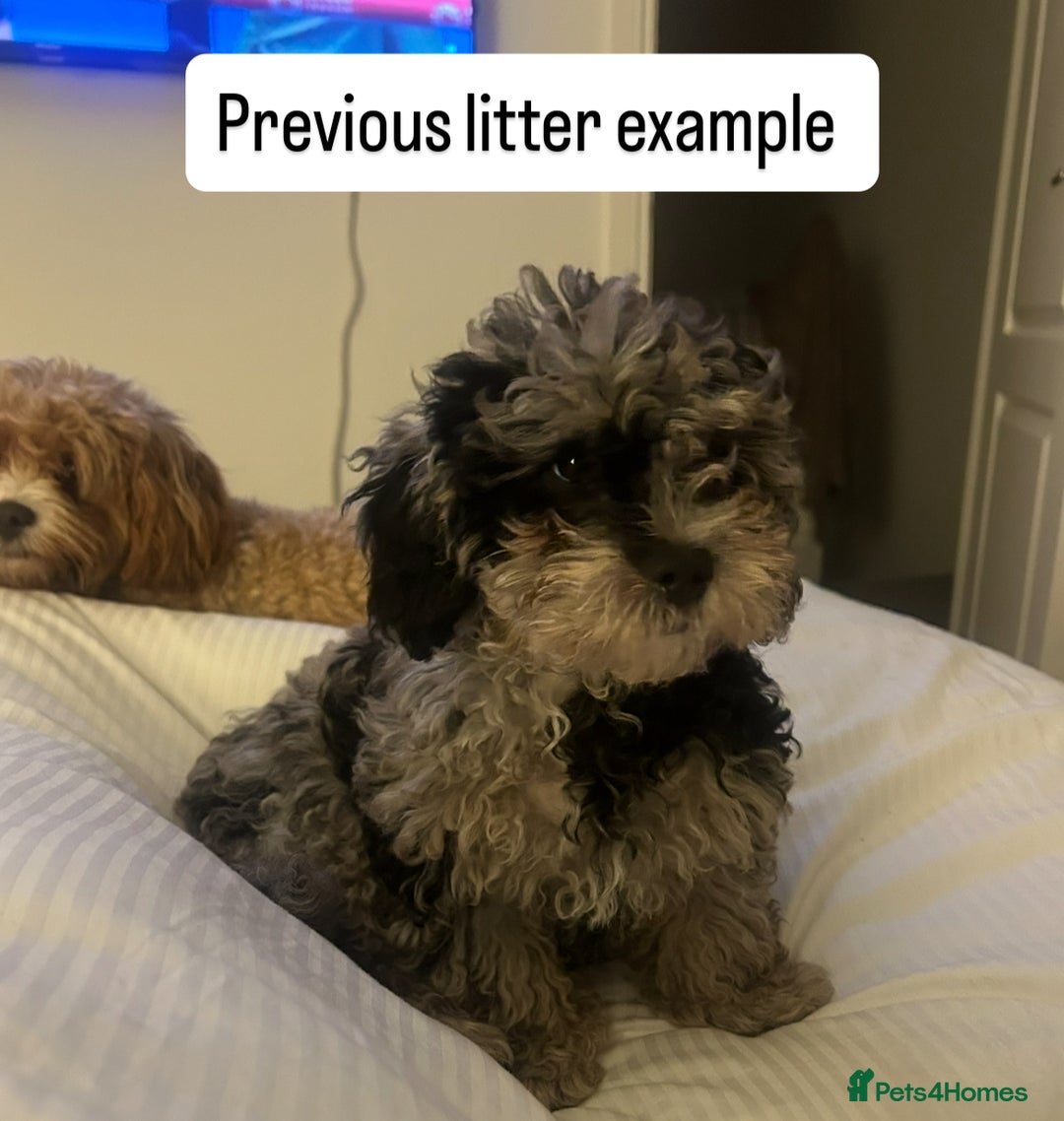 Cavapoo dogs for sale: 💕🐾 Tiny Paws, Big Heart 🐾💕Toy Cavapoo  - Image 14