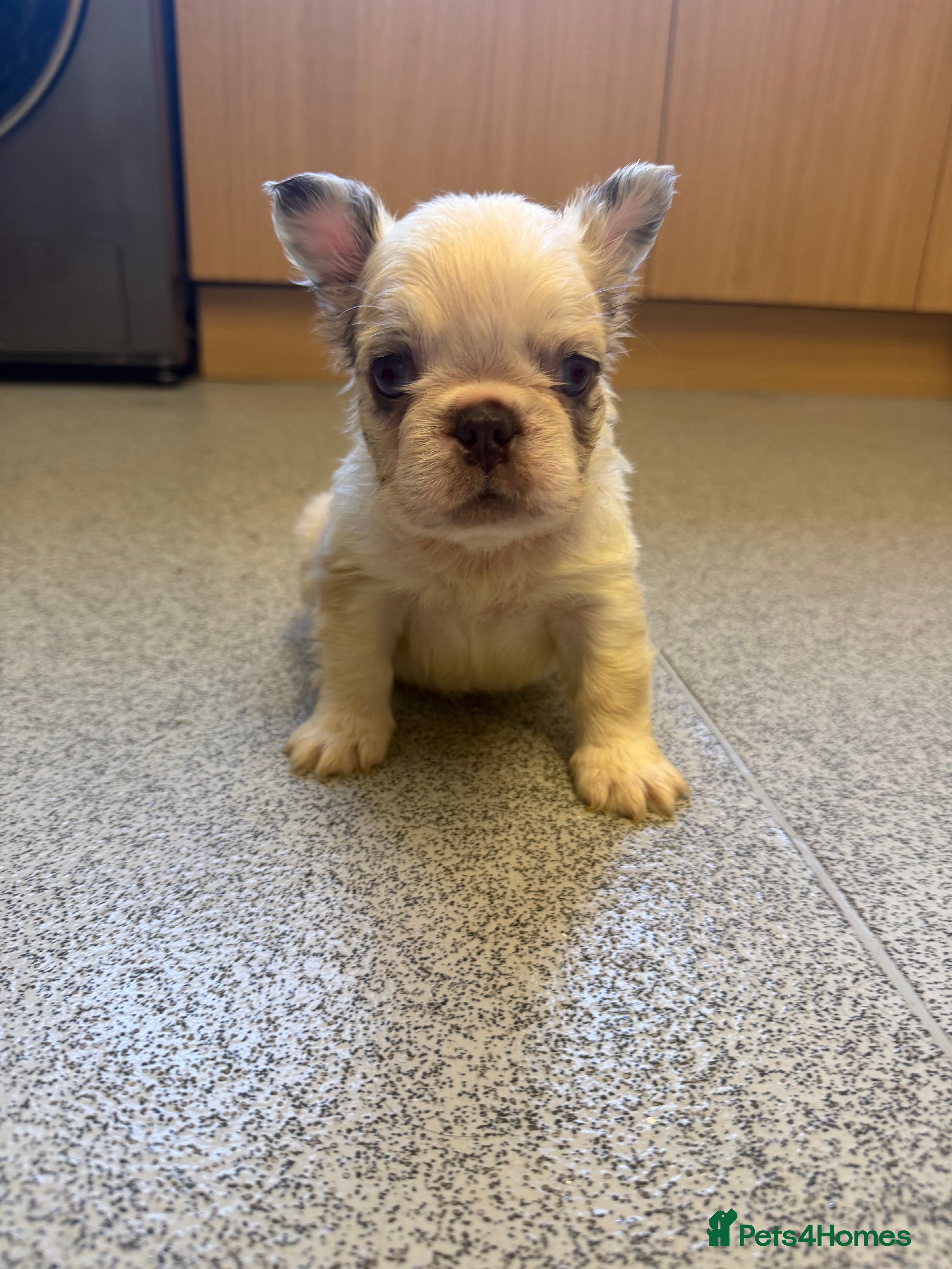 French Bulldog dogs FLUFFY FRENCH BULLDOG - Advert 10