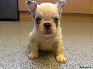 French Bulldog dogs FLUFFY FRENCH BULLDOG - Advert 9