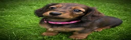 Miniature Dachshund dogs for sale: 3 Miniature Longhaired Dachshund Girls for Sale - Advert 7