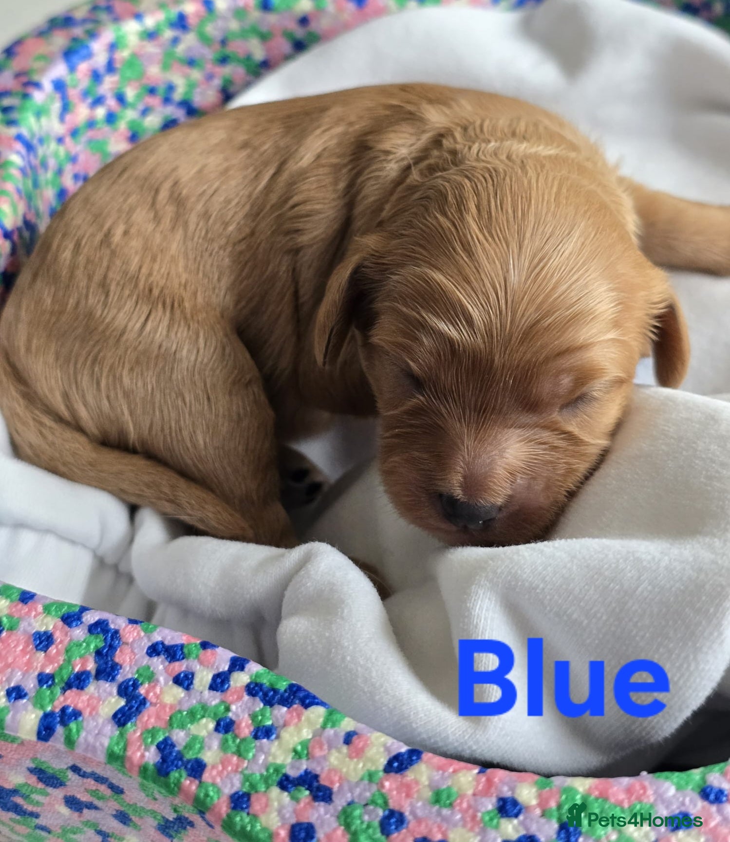 Cavapoo dogs Cavapoo Toy F1 ❤️ DNA TESTED - Advert 17