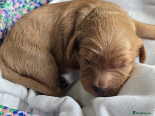 Cavapoo dogs Cavapoo Toy F1 ❤️ DNA TESTED - Advert 3