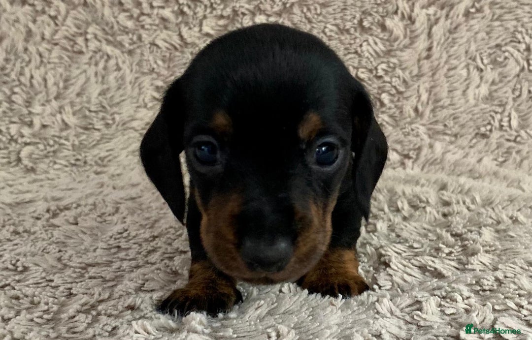Dachshund dogs for sale: Sausage dachshund puppies  - Image 9