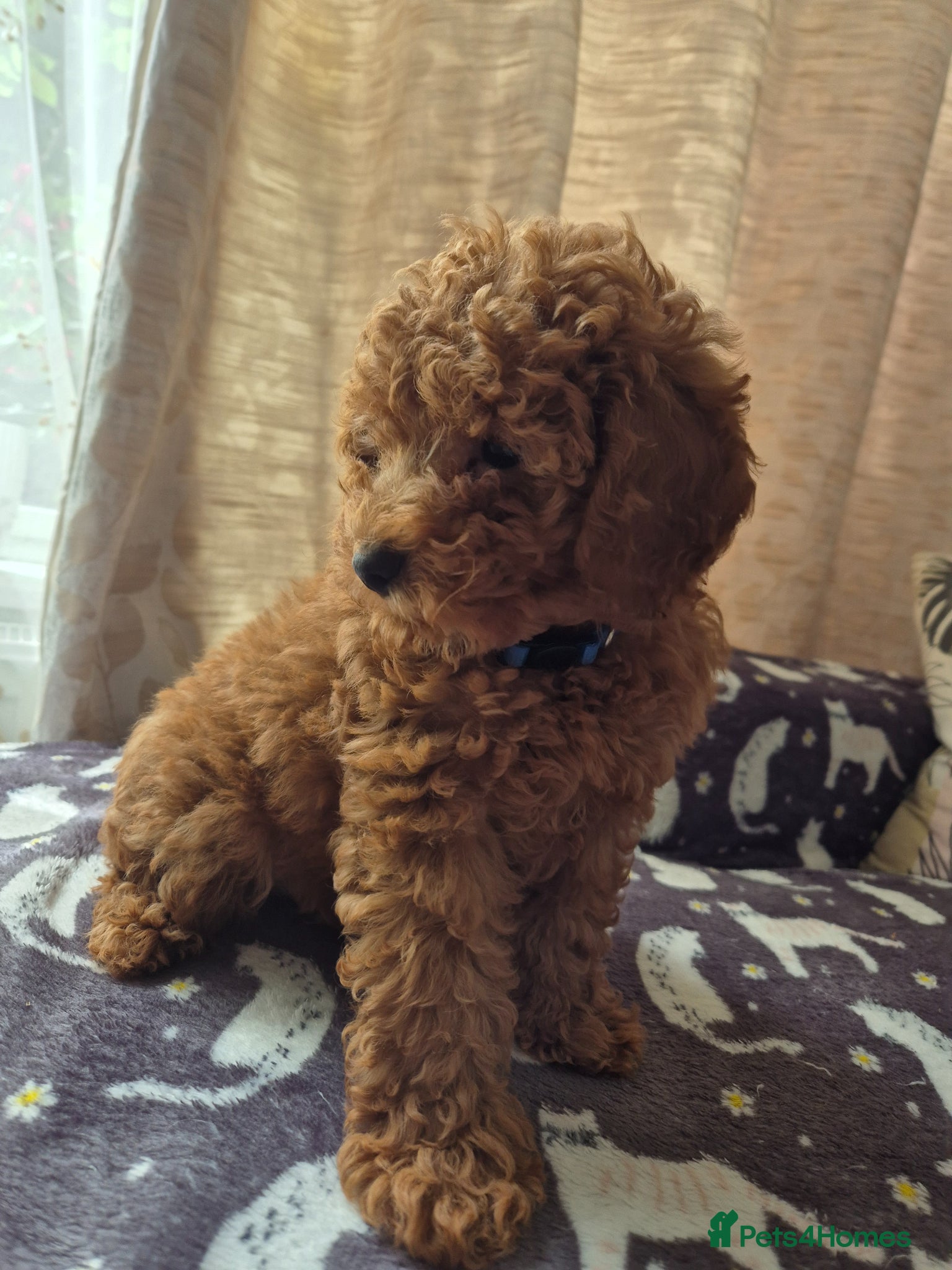 Toy Poodle dogs Red toy poodle - Advert 2