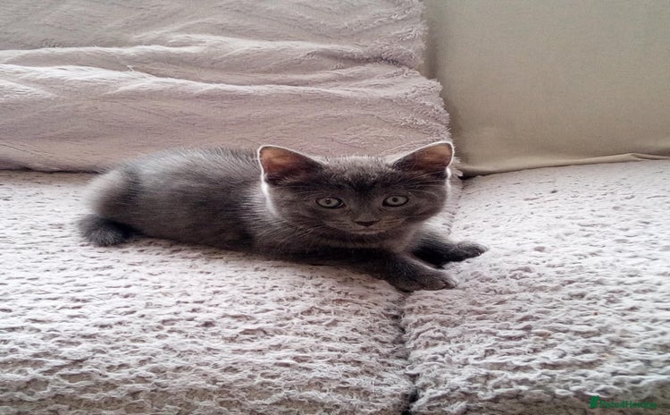 Russian Blue cats - Advert 9