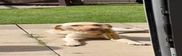 Labrador Retriever dogs for sale: Rosie (Roo) - Advert 3