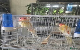 Parakeets birds for sale: Rubino rosellas  - Image 2