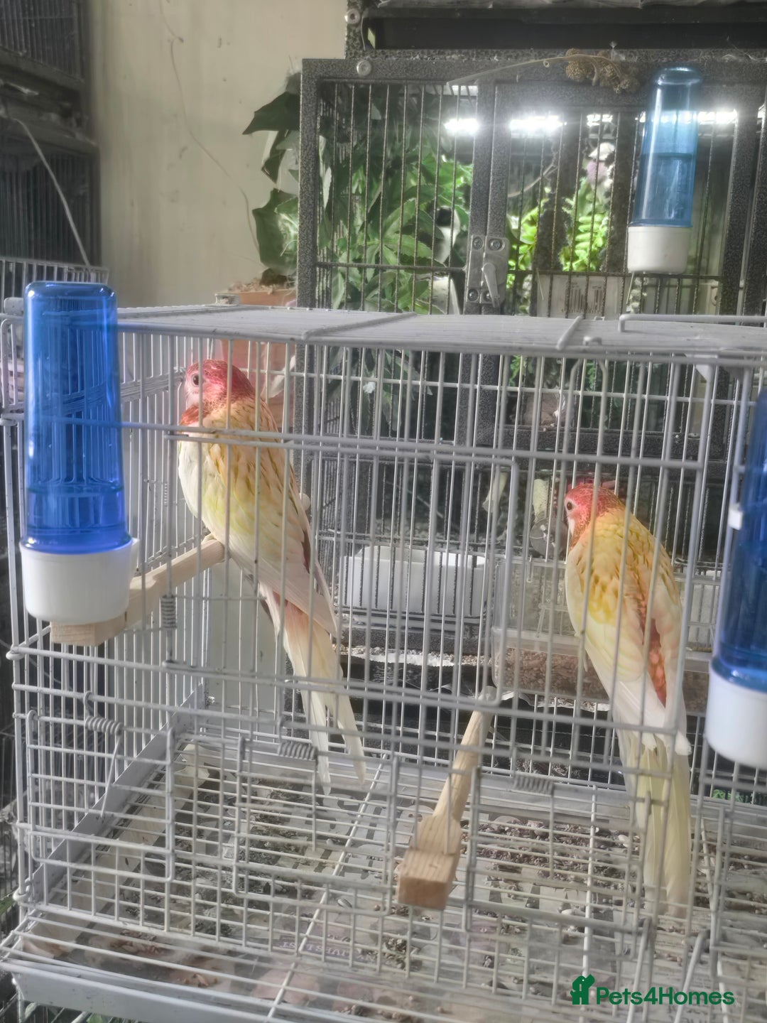 Parakeets birds for sale: Rubino rosellas  - Image 2