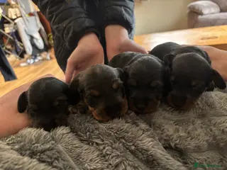 Dachshund dogs for sale: Standard Wirehaired Dachshund Puppies - Advert 1