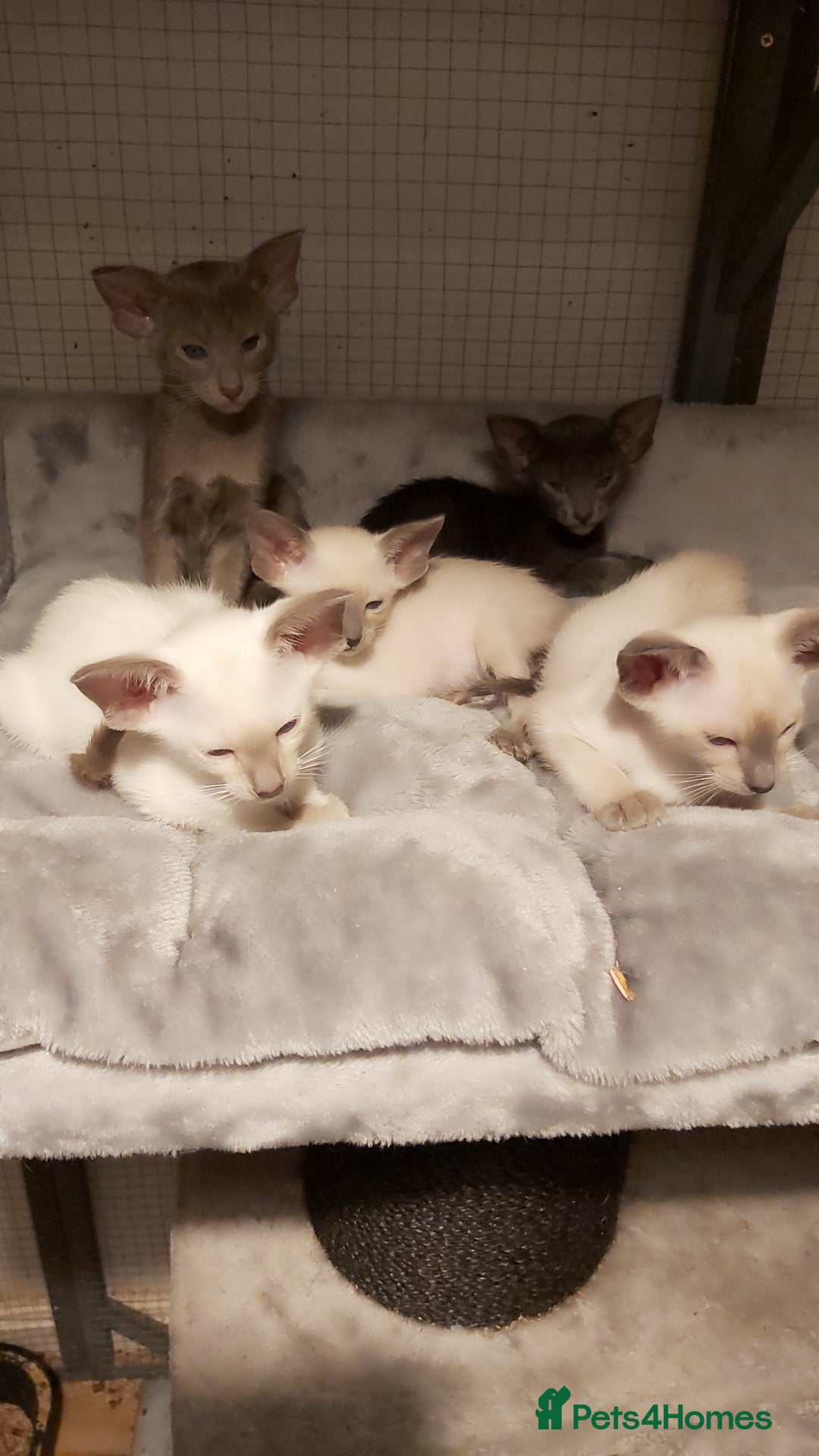 Oriental cats for sale: Full Pedigree Oriental 6 Kittens XL size ears GCCF - Image 1