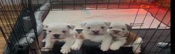 English Bulldog dogs for sale: English Bulldog pups  in Belfast - Advert 5
