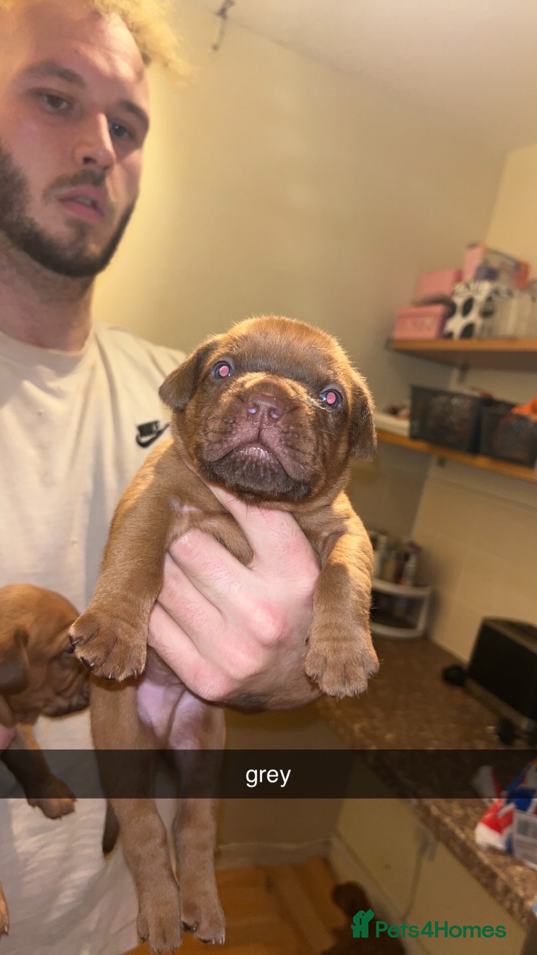Dogue De Bordeaux dogs for sale: Dogue De Bordeaux Puppies For Sale - Advert 8