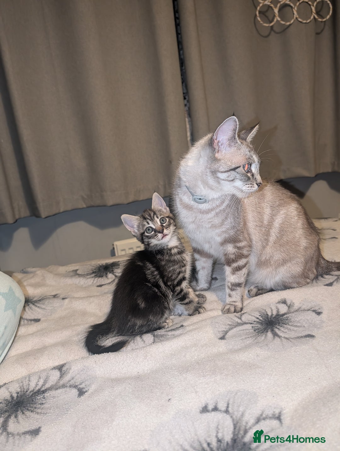 Bengal cats for sale: 2 beautiful kittens - Advert 1