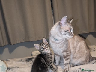 Bengal cats 2 beautiful kittens - Advert 2