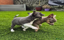 Chihuahua dogs for sale: Chihuahua female puppies  - Image 9
