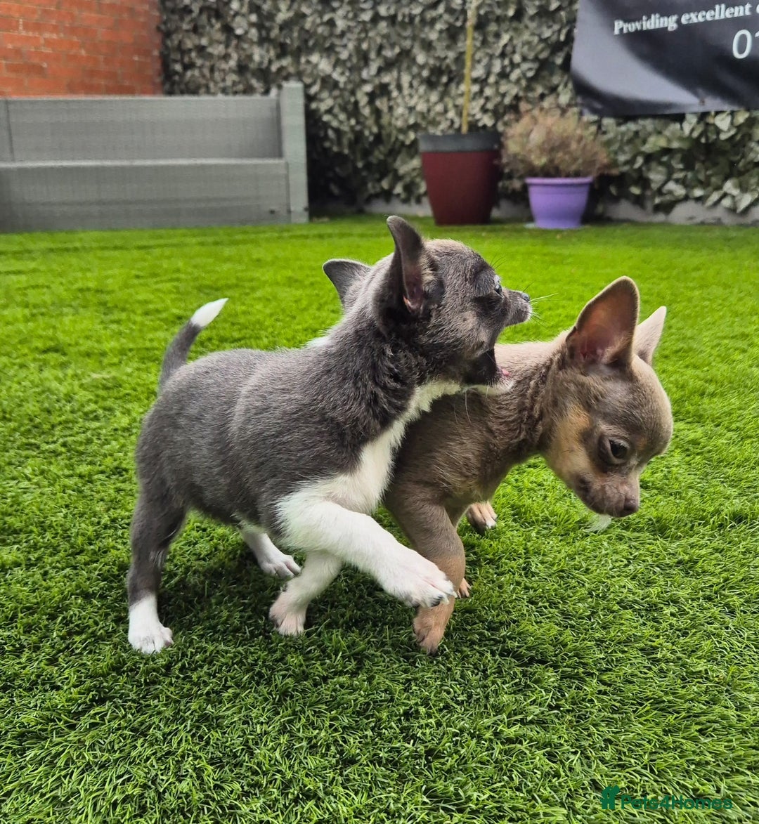 Chihuahua dogs for sale: Chihuahua female puppies  - Image 9