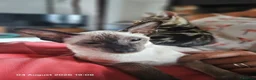 Siamese cats for sale: Beautiful pedigree seal point male 7 months  in Halesworth - Advert 6