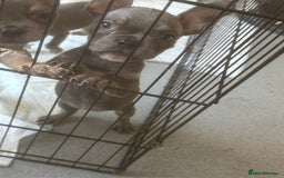Mixed Breed dogs for sale: Frenchie cross pocket bullies  - Image 5