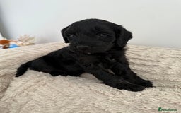 Cockapoo dogs for sale: Stunning F1B Merle Cockapoo Puppies!!!! - Image 36