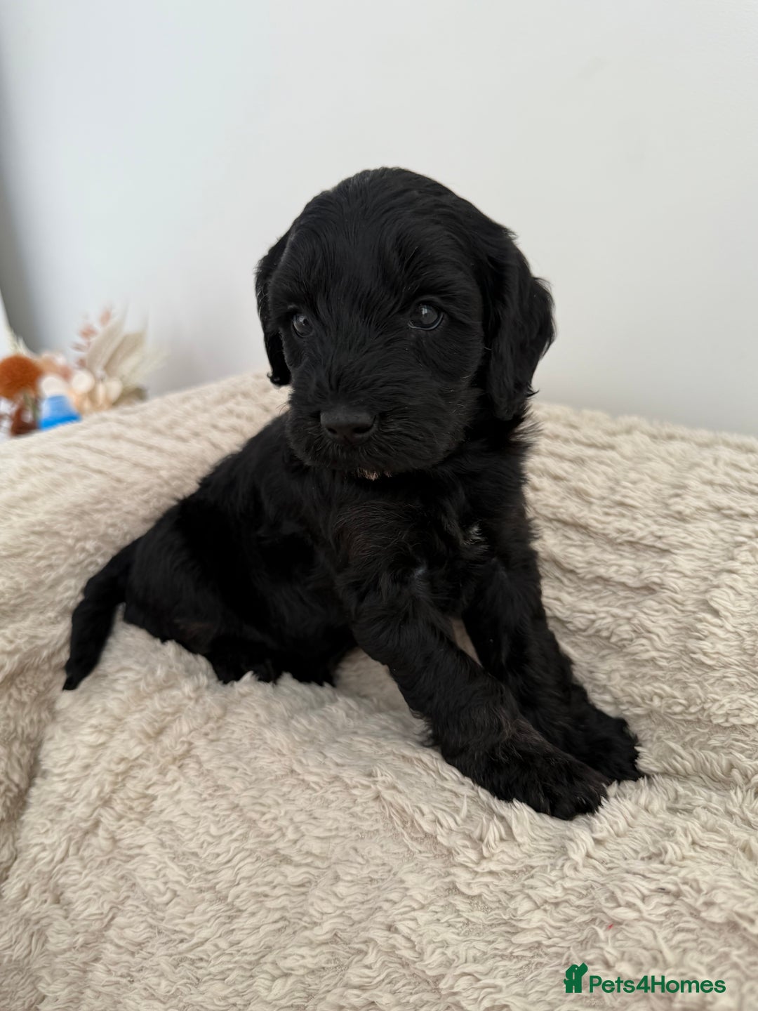 Cockapoo dogs for sale: Stunning F1B Merle Cockapoo Puppies!!!! - Image 36
