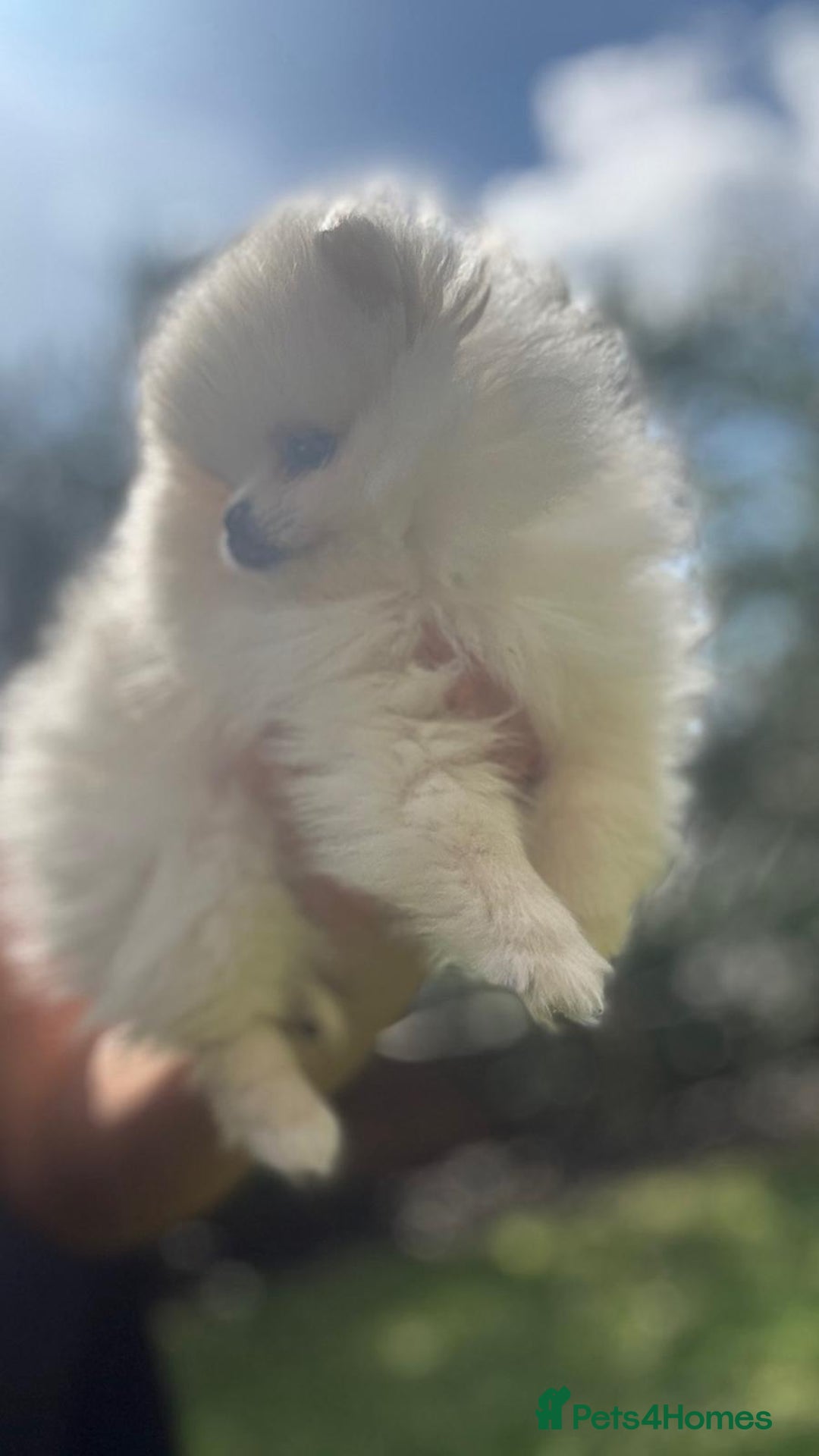 Pomeranian dogs for sale: Quality girl ready now PRINCESS 💕 - Image 24