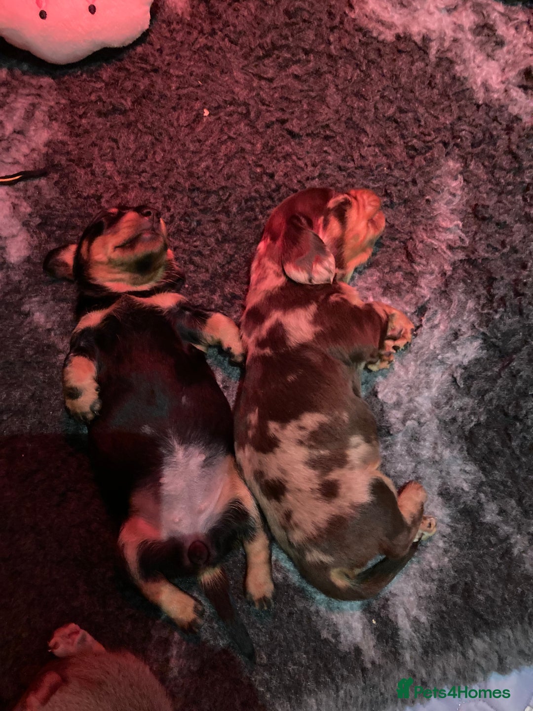Dachshund dogs for sale: 2 miniature Dashhounds available  - Advert 3