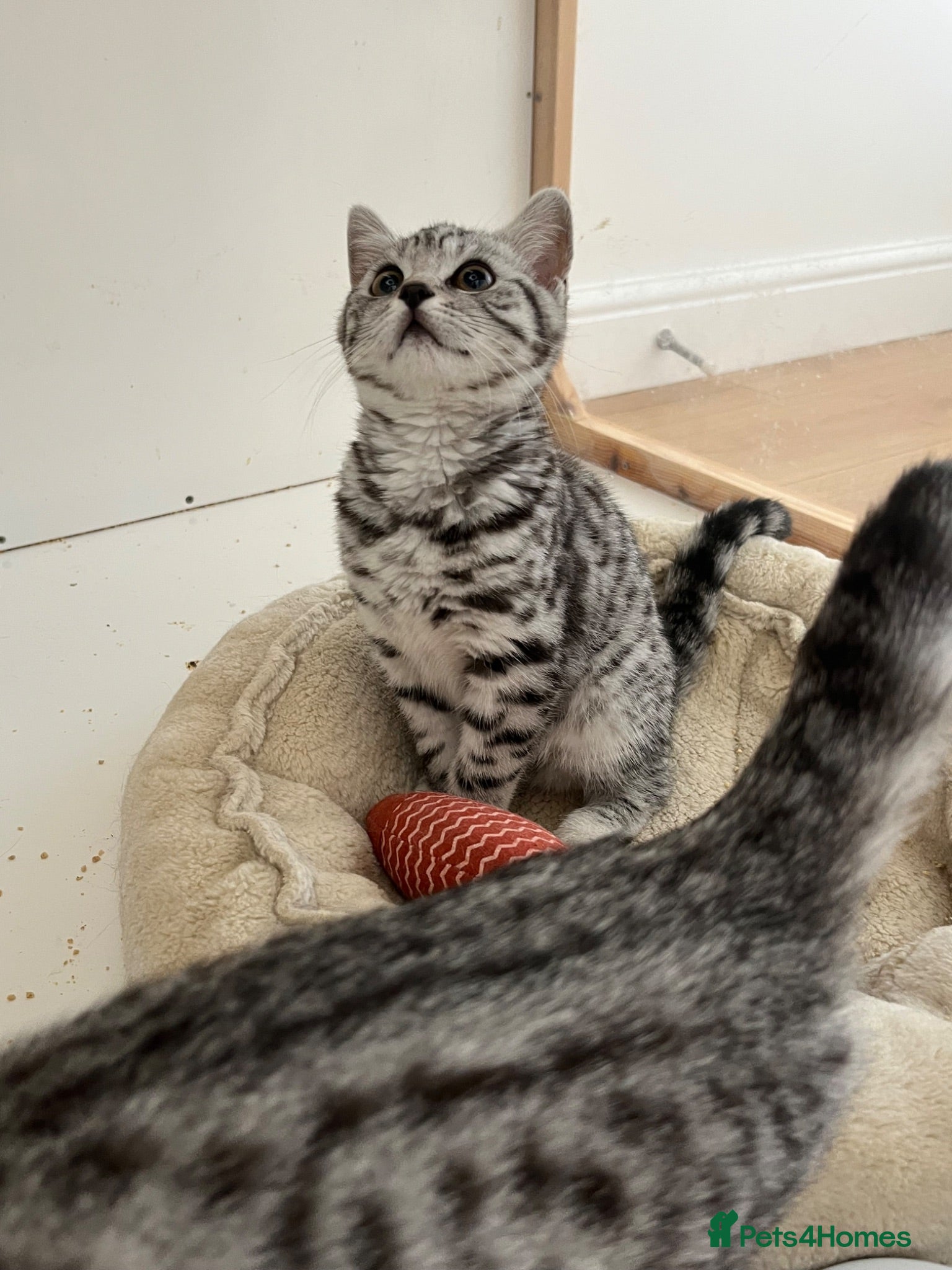 British Shorthair cats British Shorthair GCCF registered Ready now.   - Advert 1