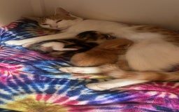 Domestic Shorthair cats for sale: One ginger boy and two tortoiseshell girls  - Image 4