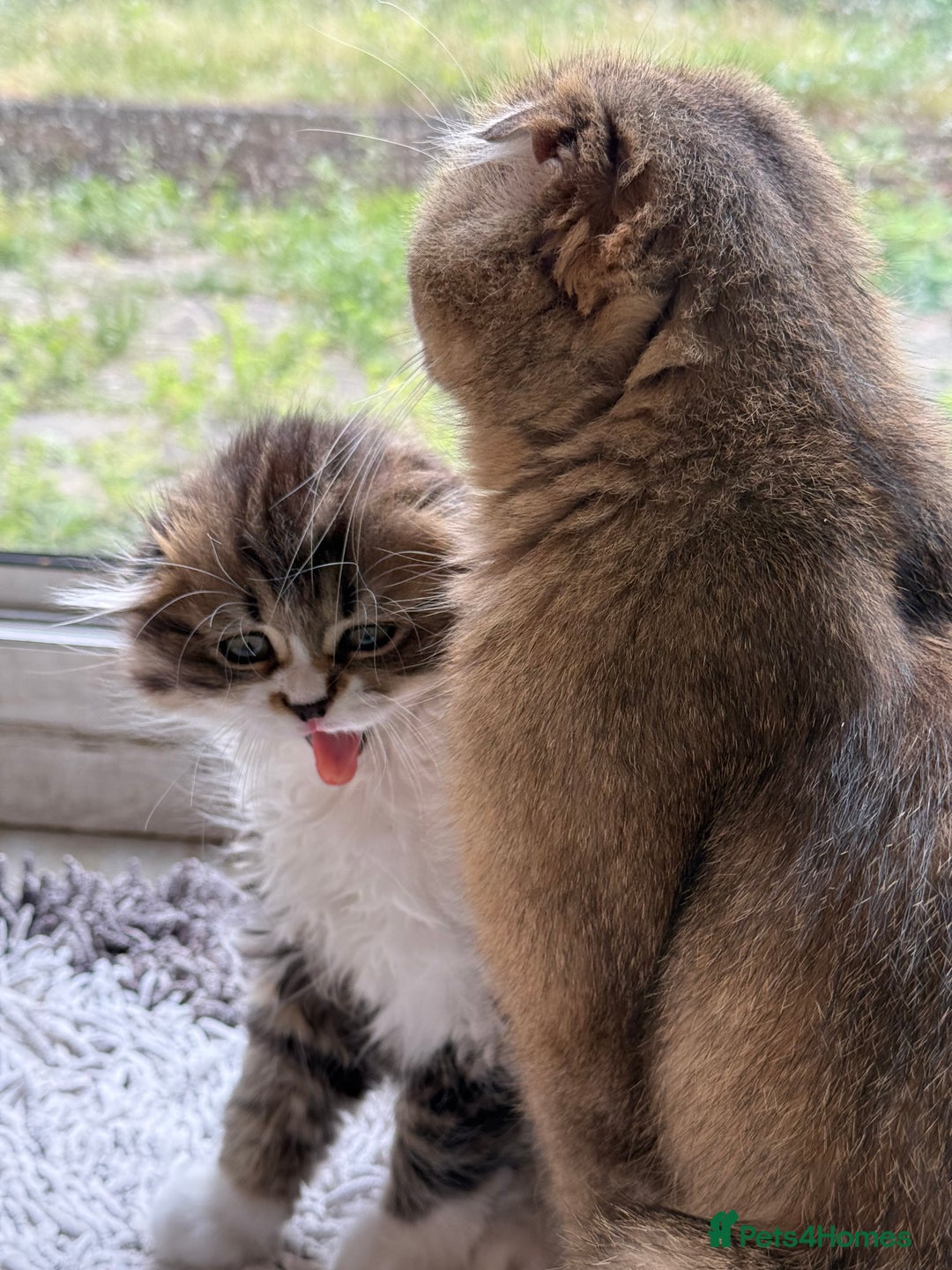 Scottish Fold cats for sale: Two beautiful kittens with mother - Image 12